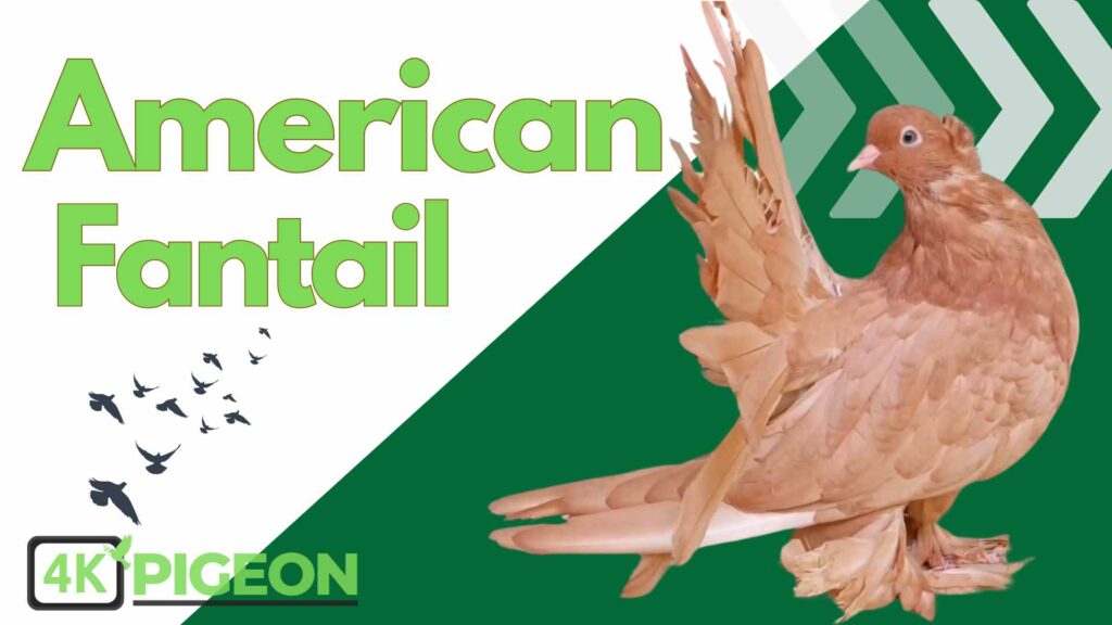 Beautiful American Fantail Pigeon Type