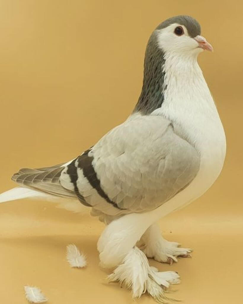 Beautiful Gray Lahore pigeon