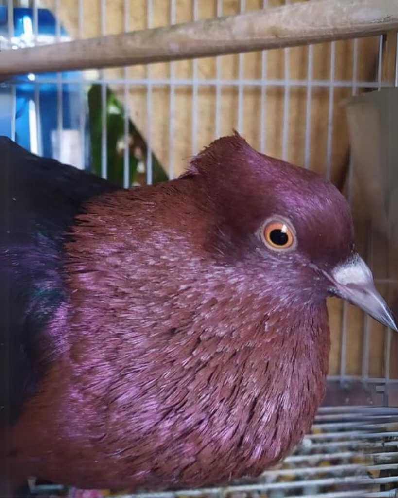 Beautiful red Archangel Pigeon