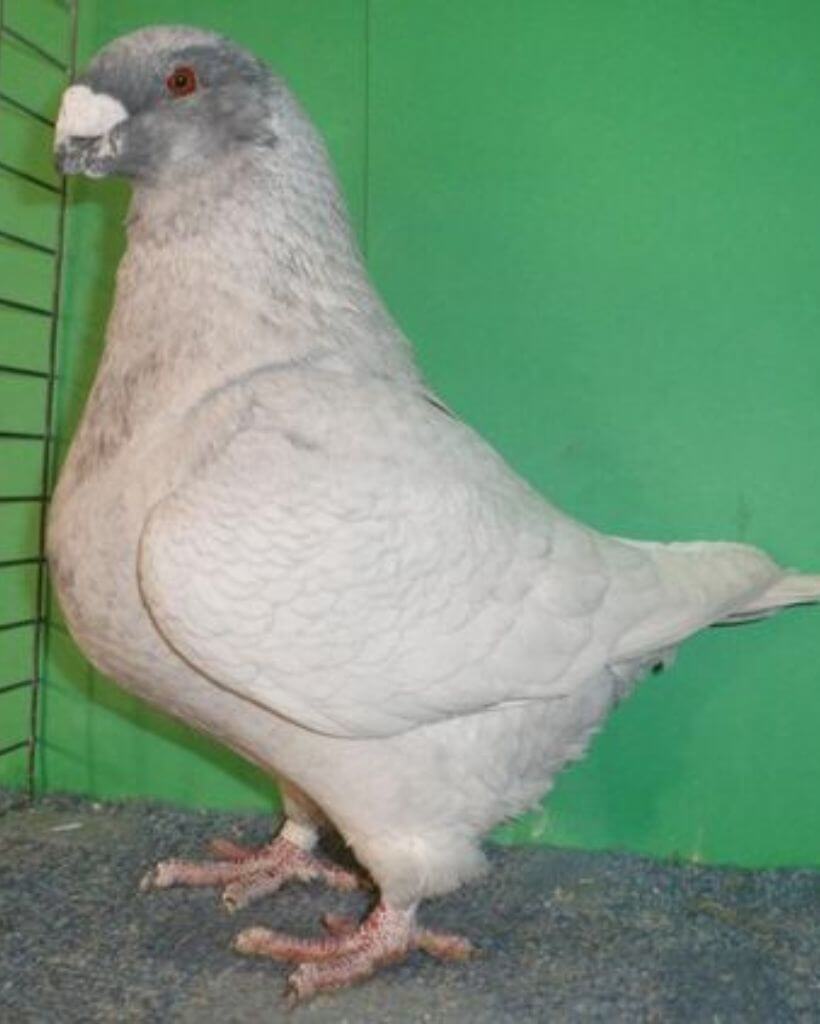 Beautiful white american giant homer pigeon