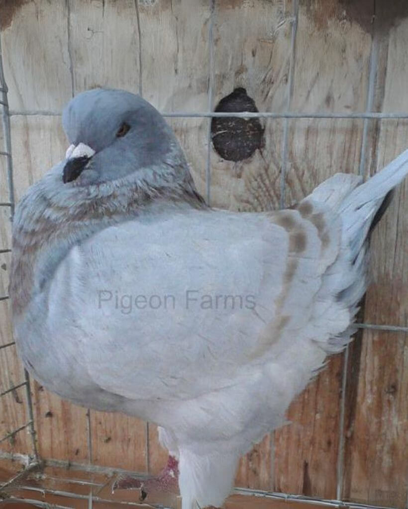 Big Brown king pigeon