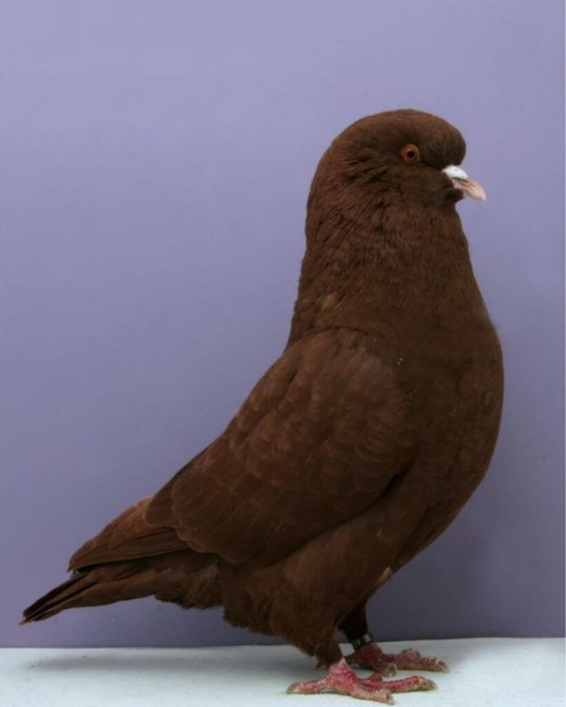 Big Carneau pigeon