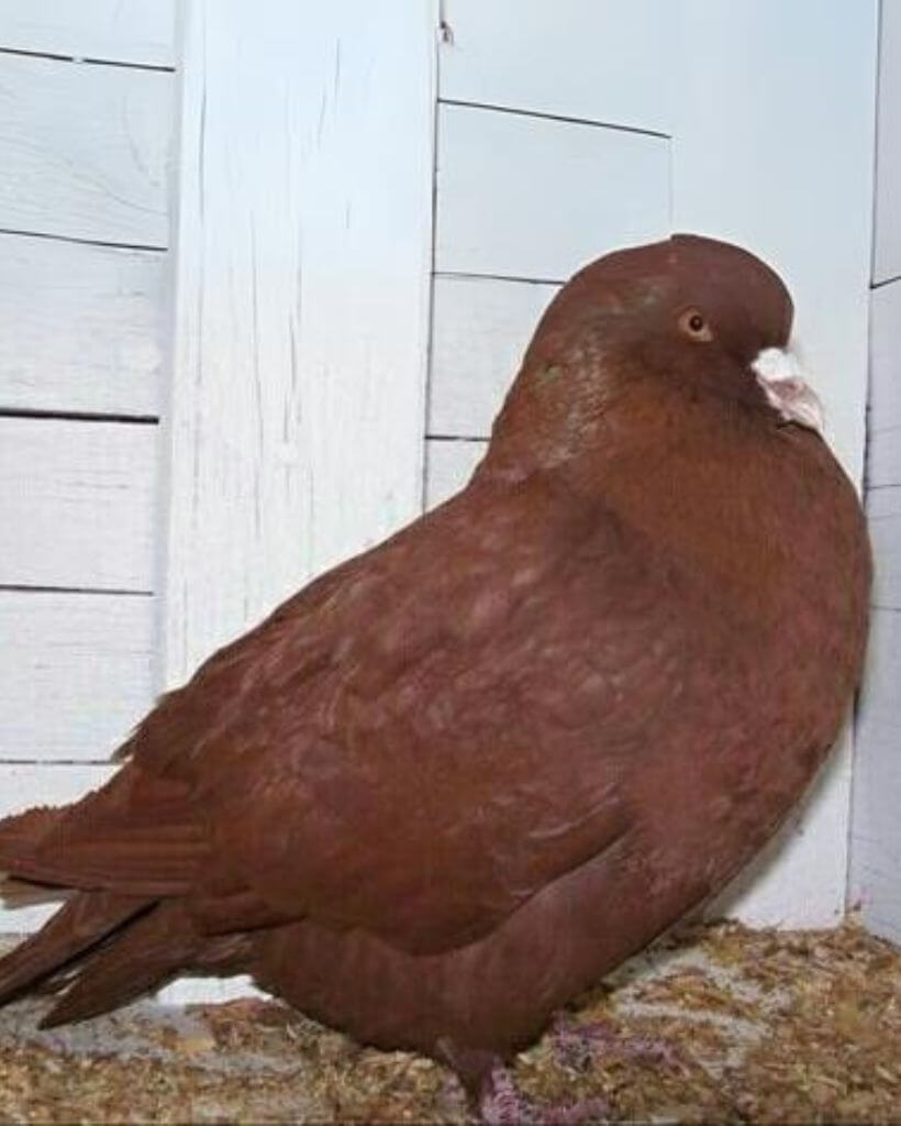 Big Red Carneau pigeon