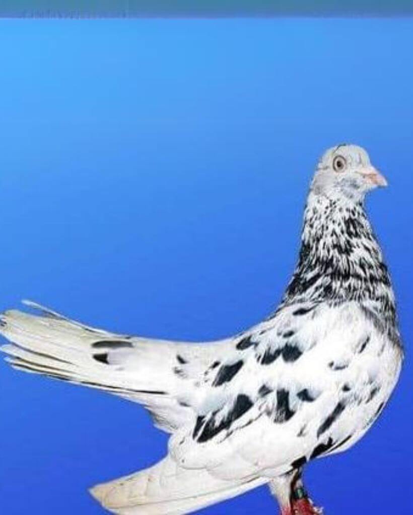 Big oriental roller pigeon