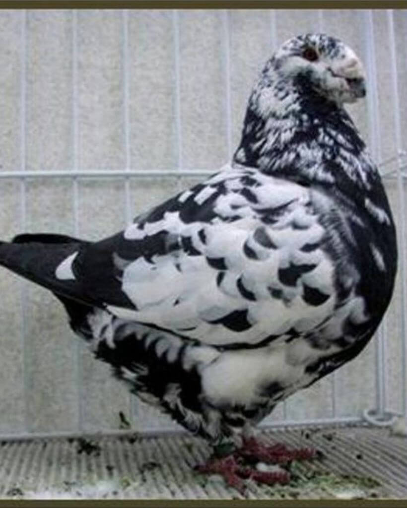 Black and white American giant homer pigeon