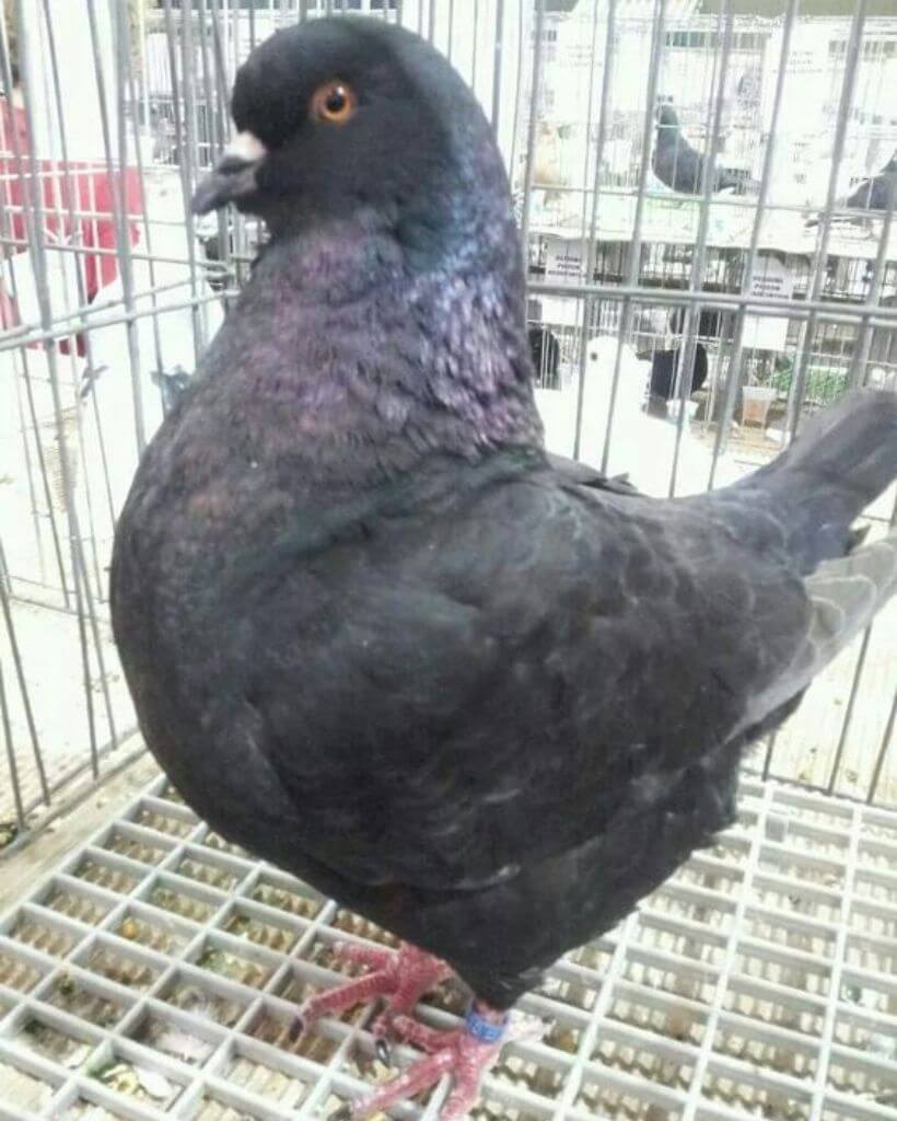 Black king pigeon in a cage