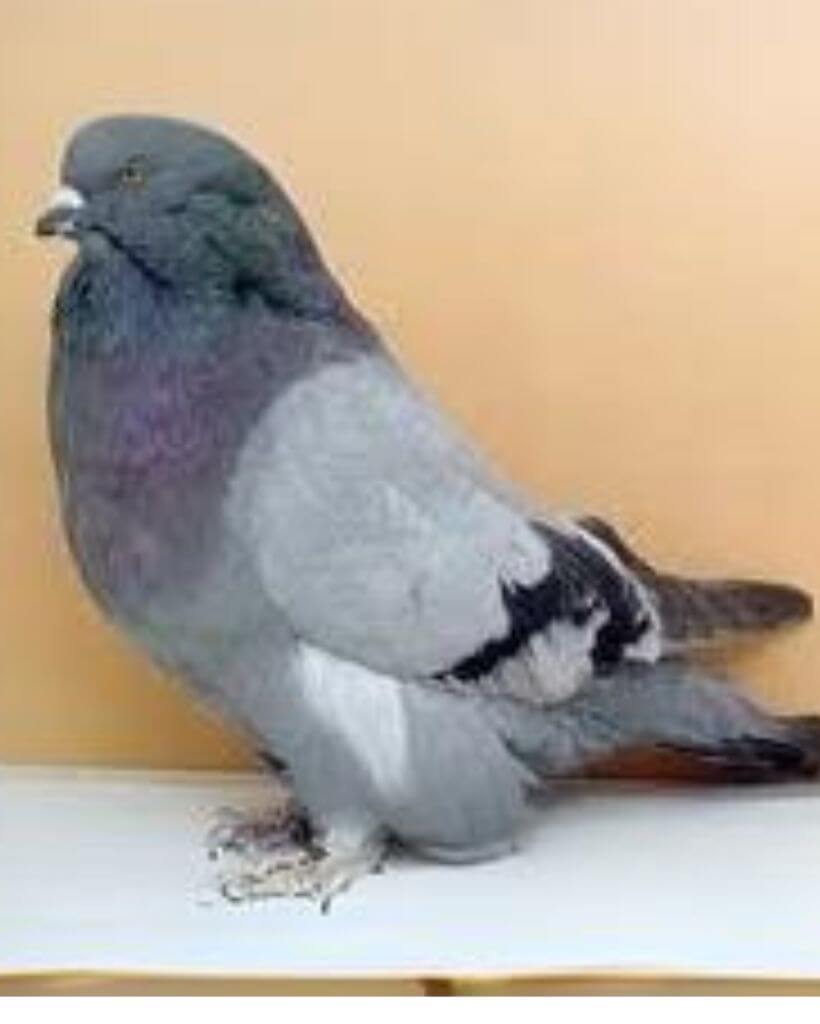 Blue giant runt pigeon 