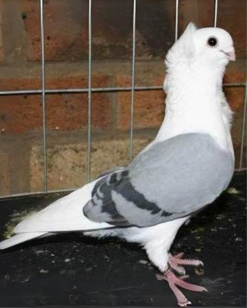 Cute Turbit Pigeon in cage