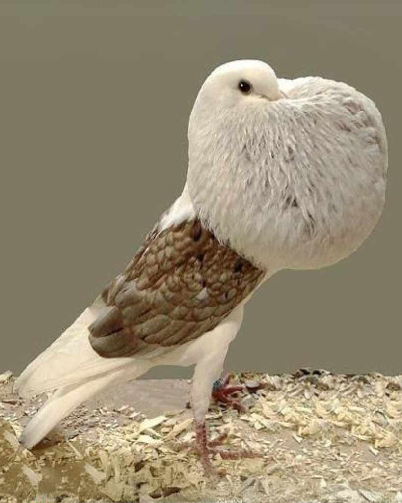 English Pouter Pigeon Type