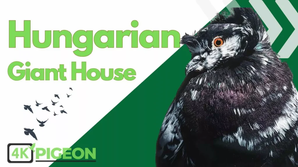 Black Cute Hungarian Giant House Pigeon