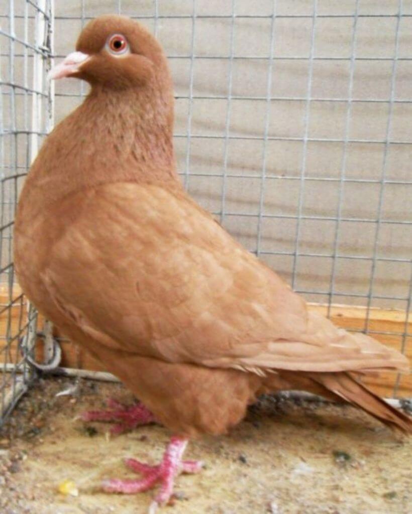 Light Brown Carneau pigeon