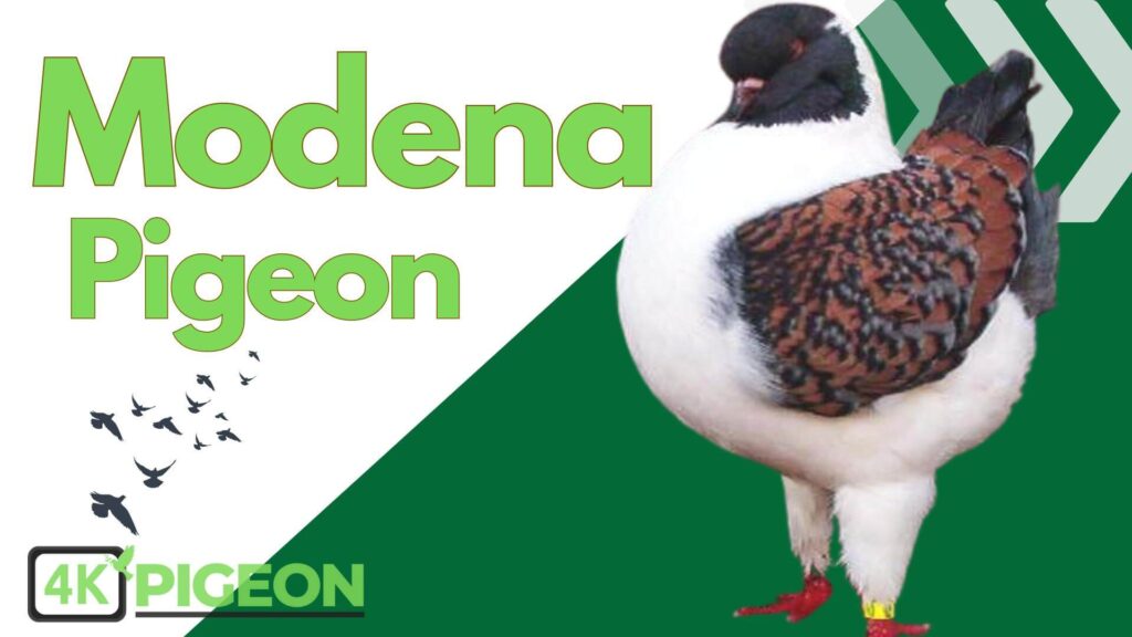 Modena Pigeon Type