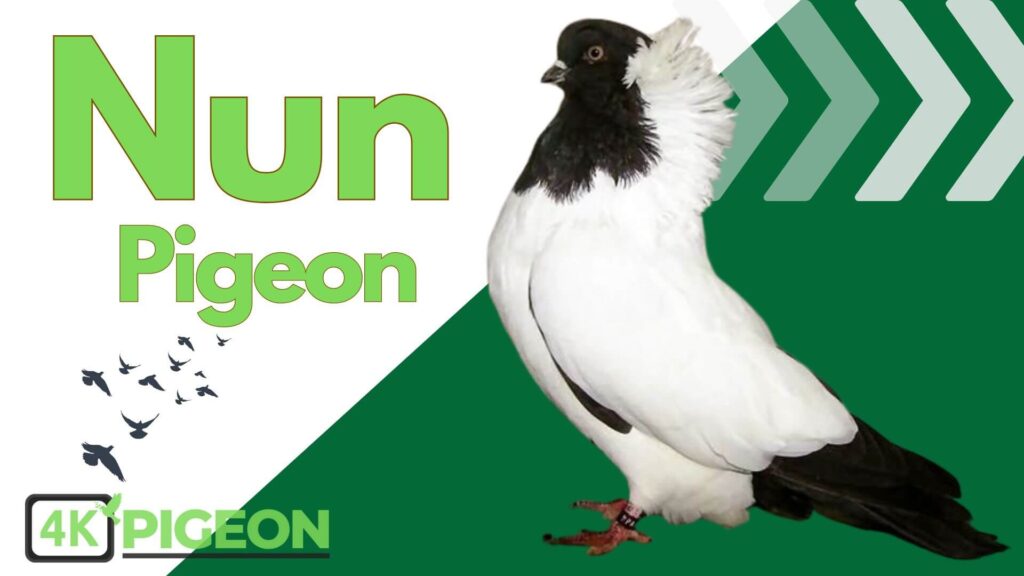 Nun Pigeon Breed