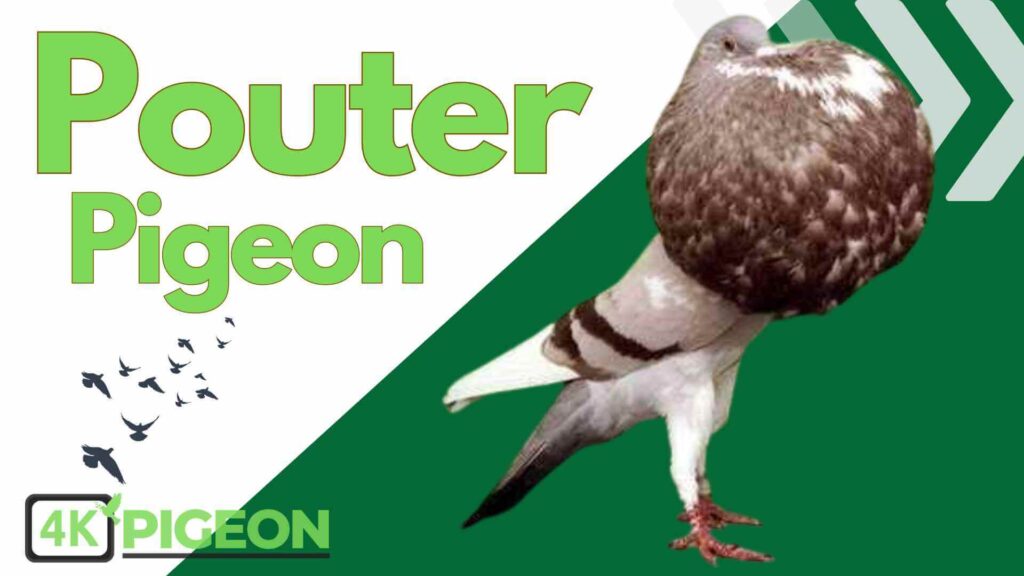 Pouter Pigeon Types