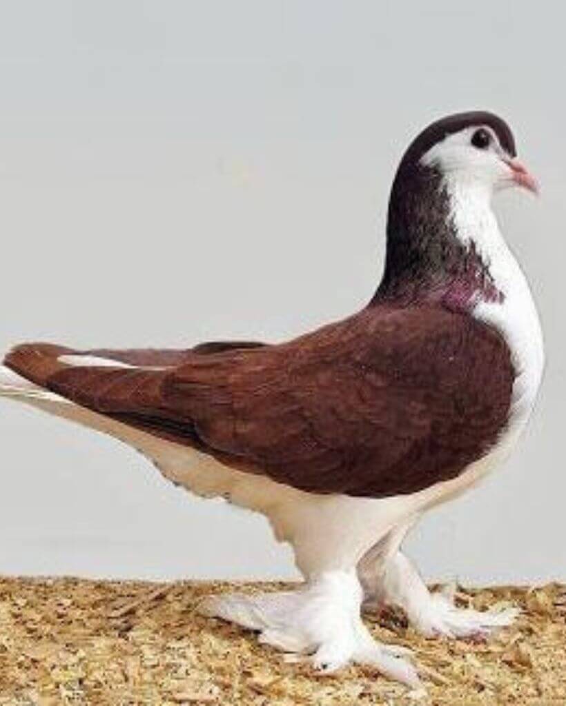 a Red Lahore pigeon Breed
