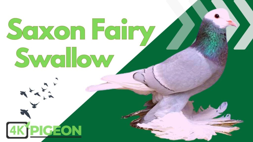 Saxon Fairy Swallow Pigeon Type