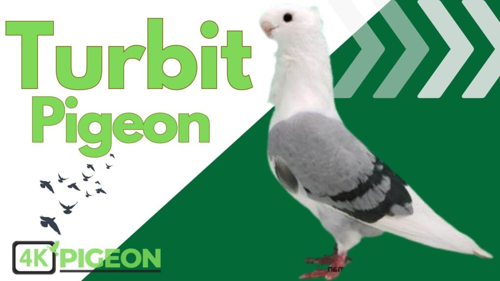 Turbit Breed one of the best Types of Pigeons