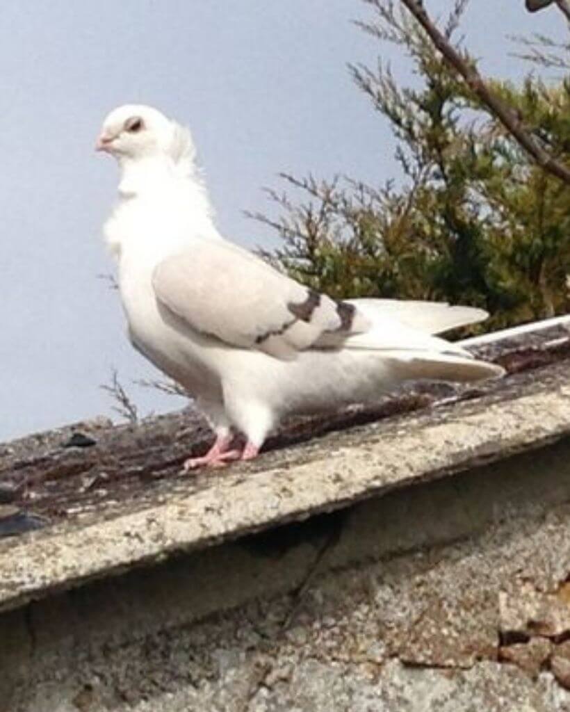 Turbit Pigeon in wild