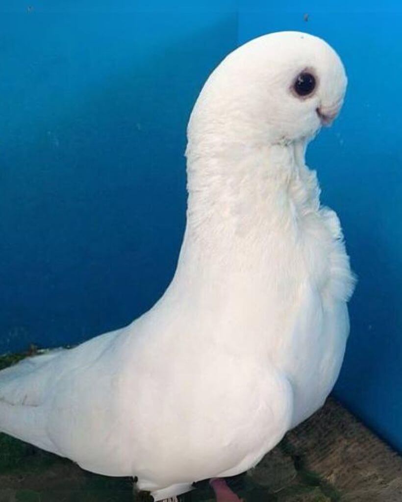 White African Owl Pigeon
