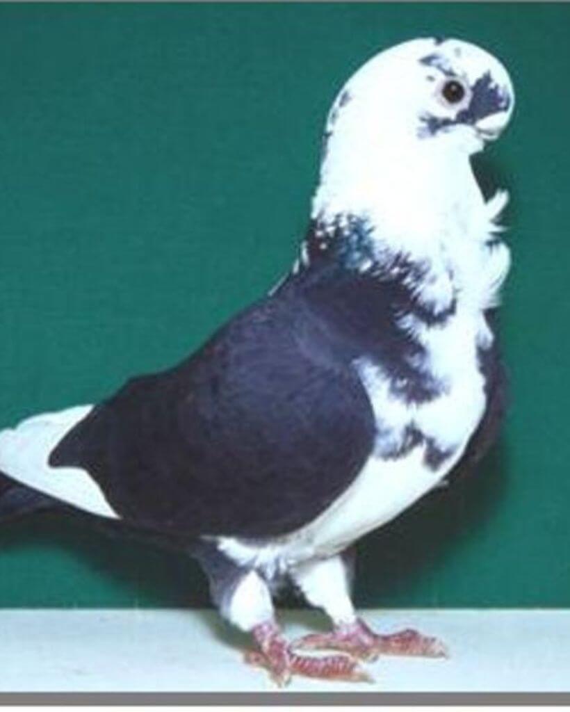 White and Black african owl pigeon