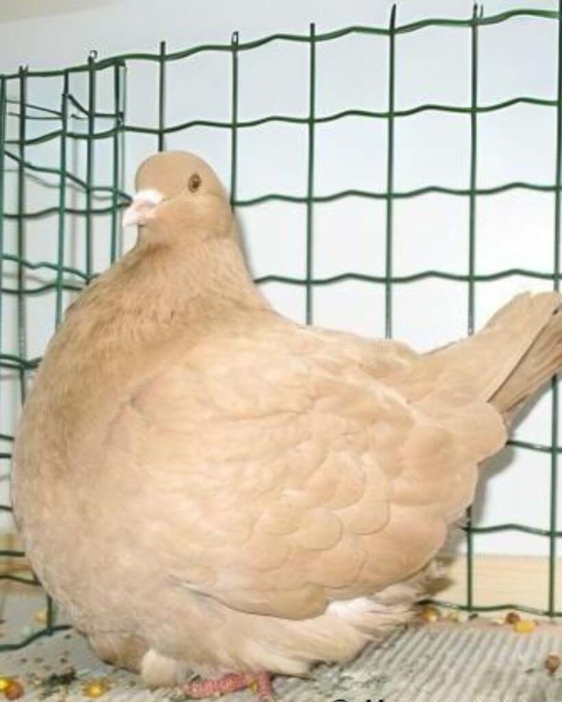 Yellow french mondain pigeon 