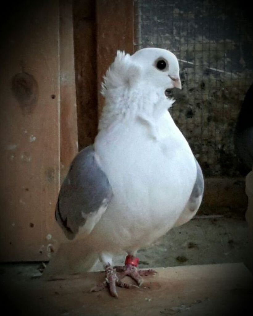 a Cute Turbit Pigeon
