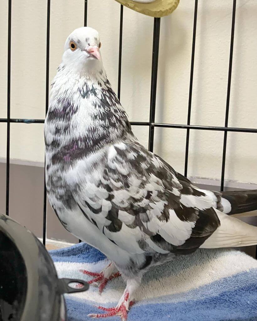 a Parlor Roller Pigeon in a cage