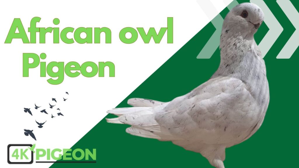  African Owl Breed pigeon