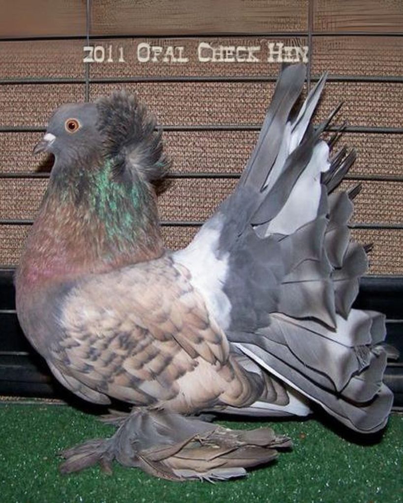 amazing American Fantail Pigeon type