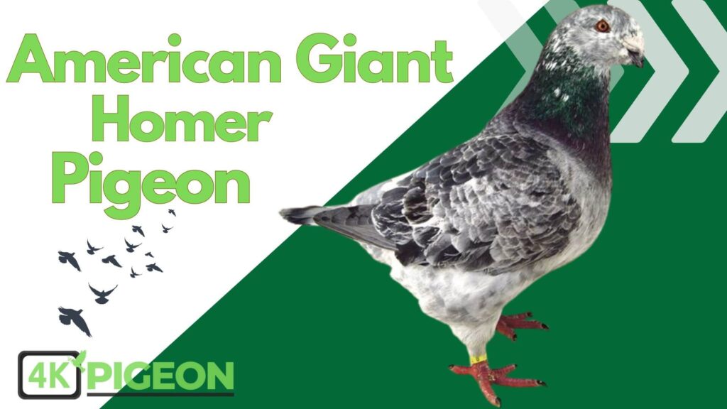 The American Giant Homer Pigeon