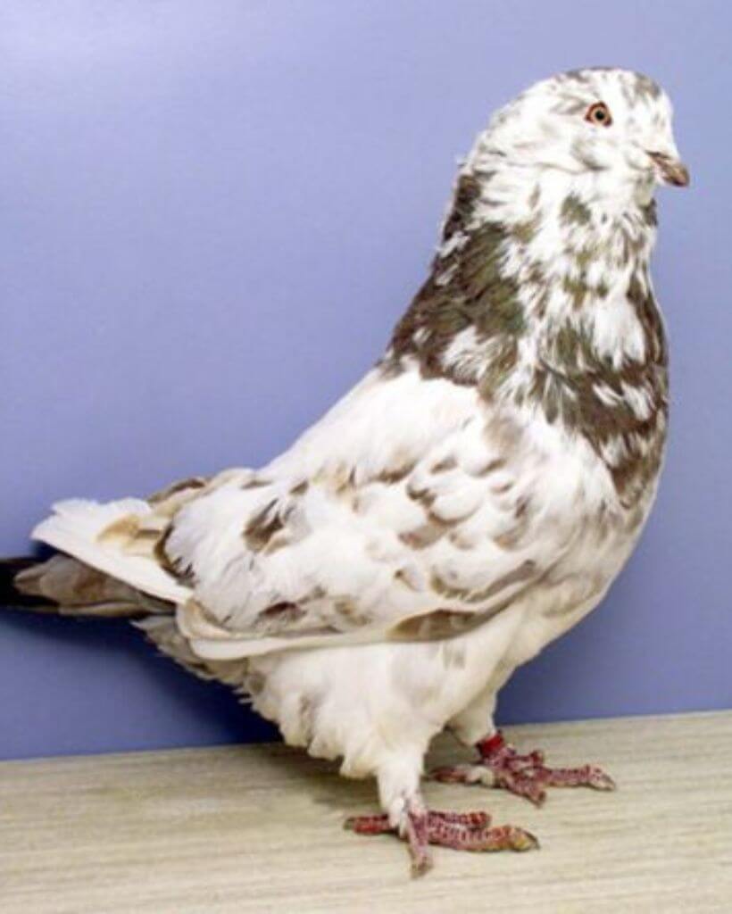 brown white giant runt pigeon 