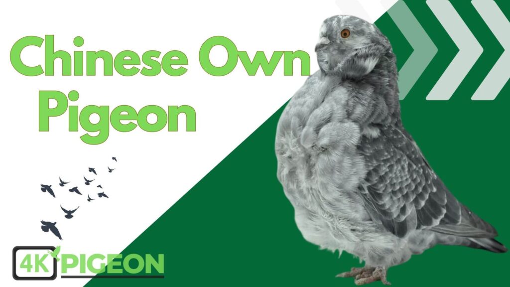 Chinese Owl Breed Pigeon