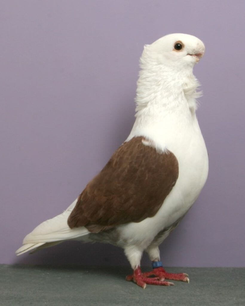 cute turbit pigeon 