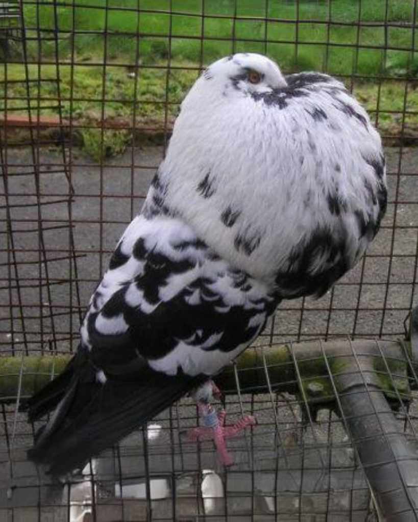 Gaditano Pouter Pigeon Type