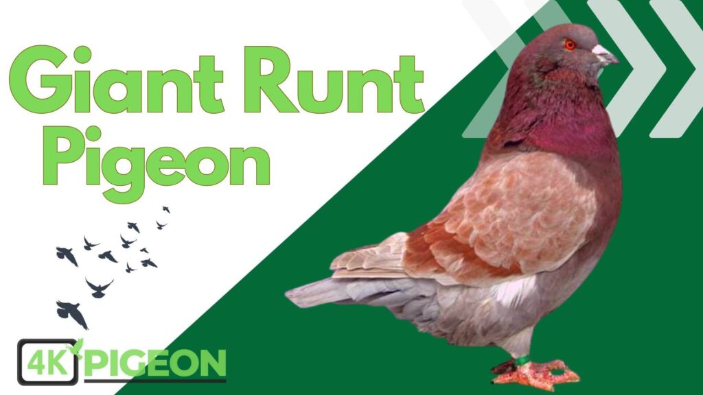 giant runt pigeon Breed Type