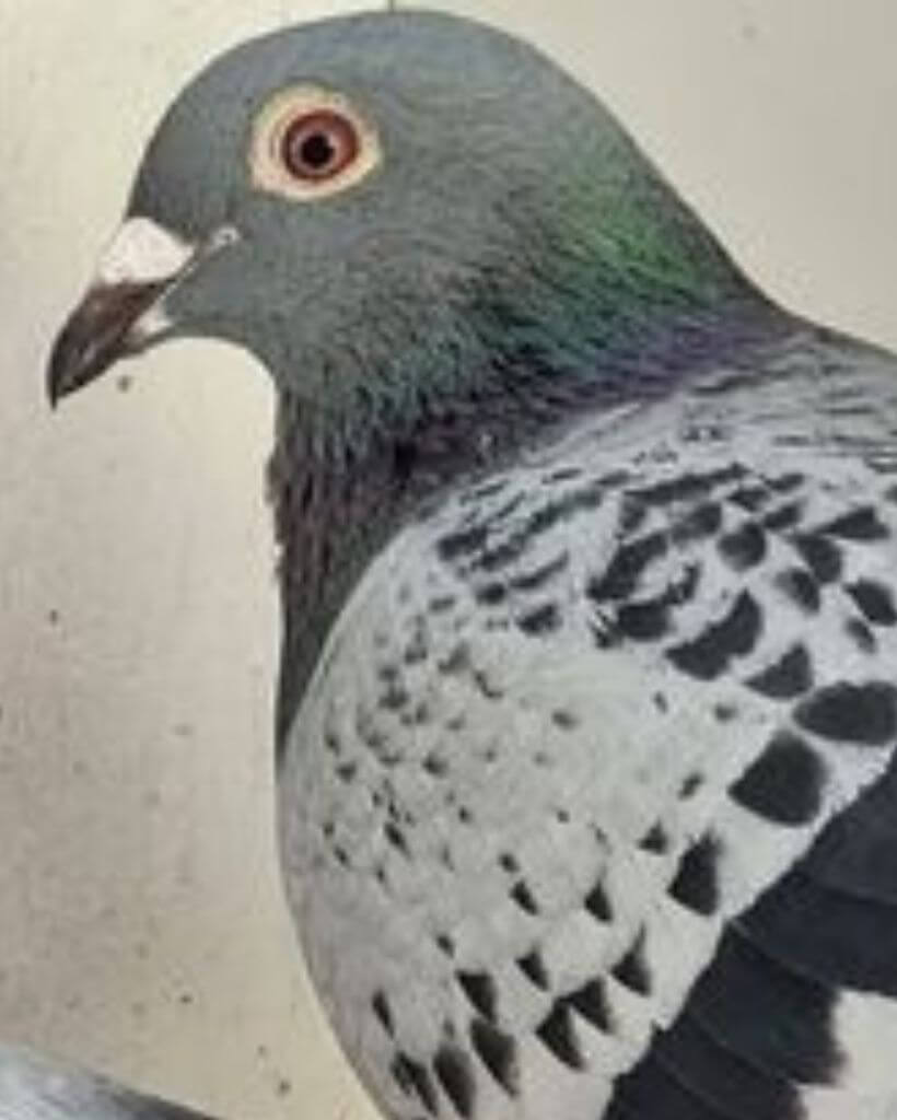 head of racing homer pigeon 