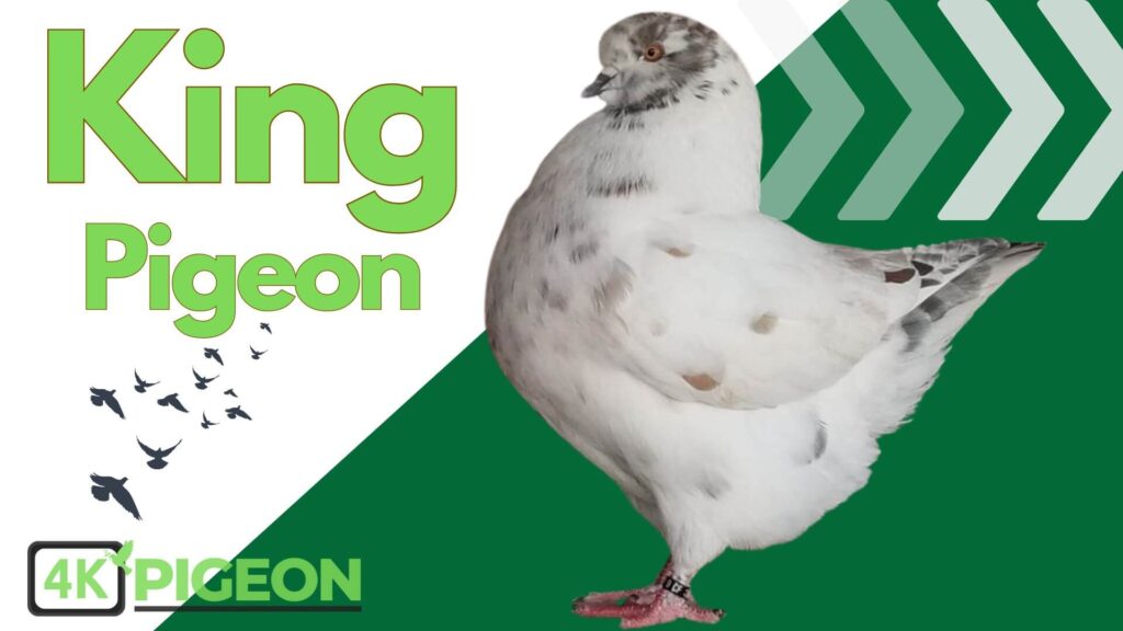 king pigeon Breed Type