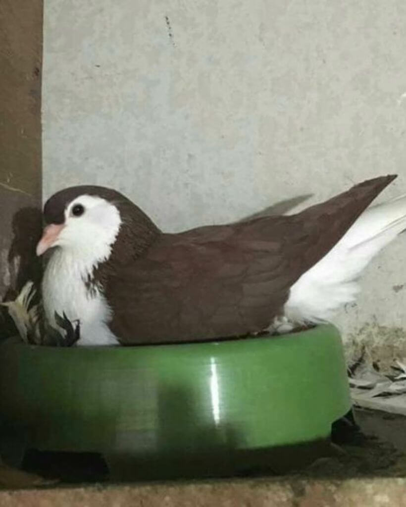 Lahore pigeon sit on the nest
