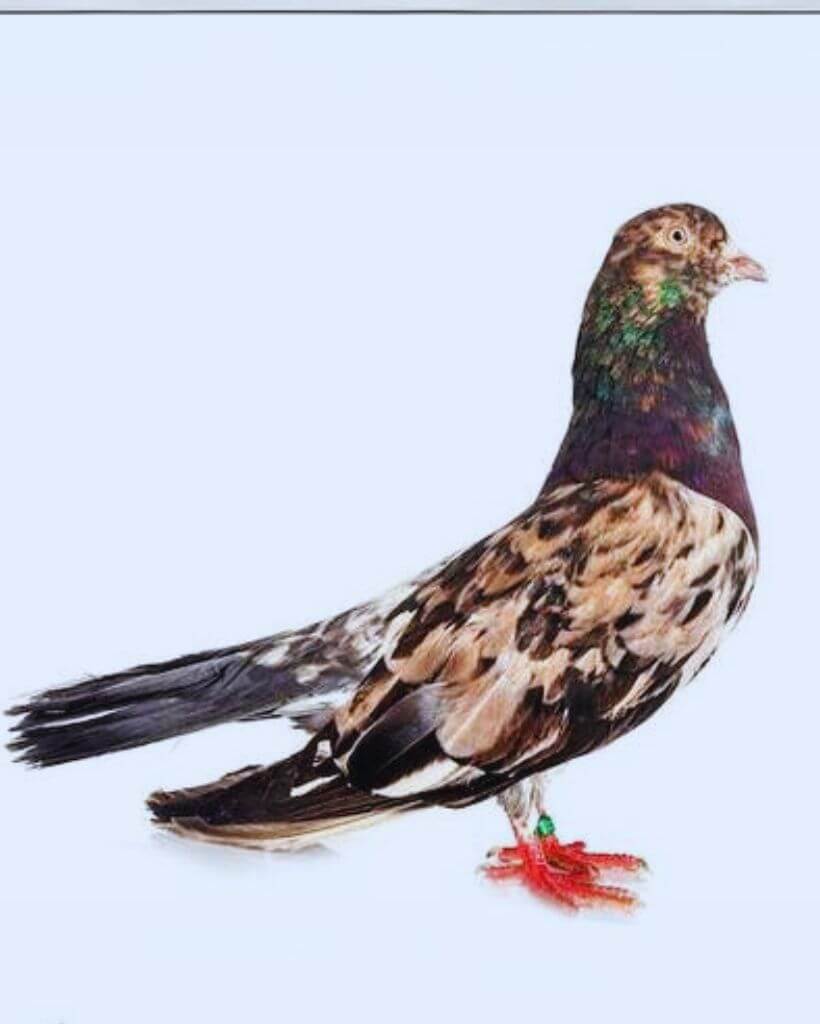 Original oriental roller pigeon