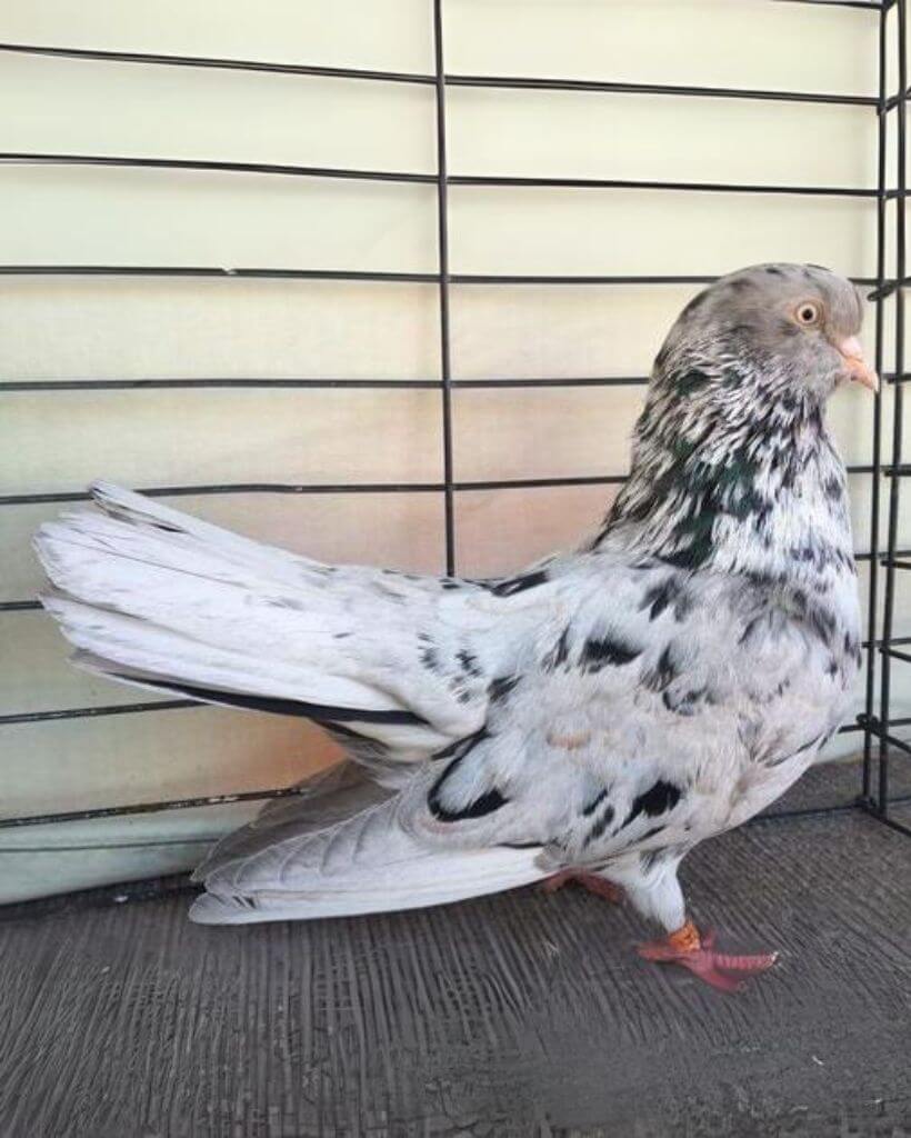 a Cute Oriental roller pigeon in a Cage