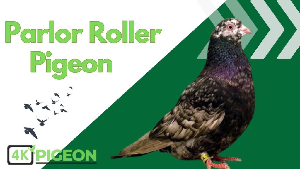 an amazing Parlor Roller Pigeon Breed