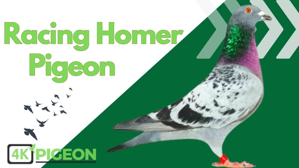 racing homer pigeon Type
