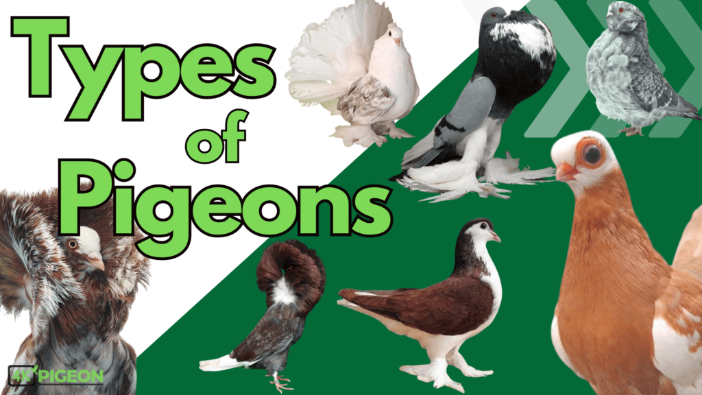 top beautiful and popular types of pigeons
