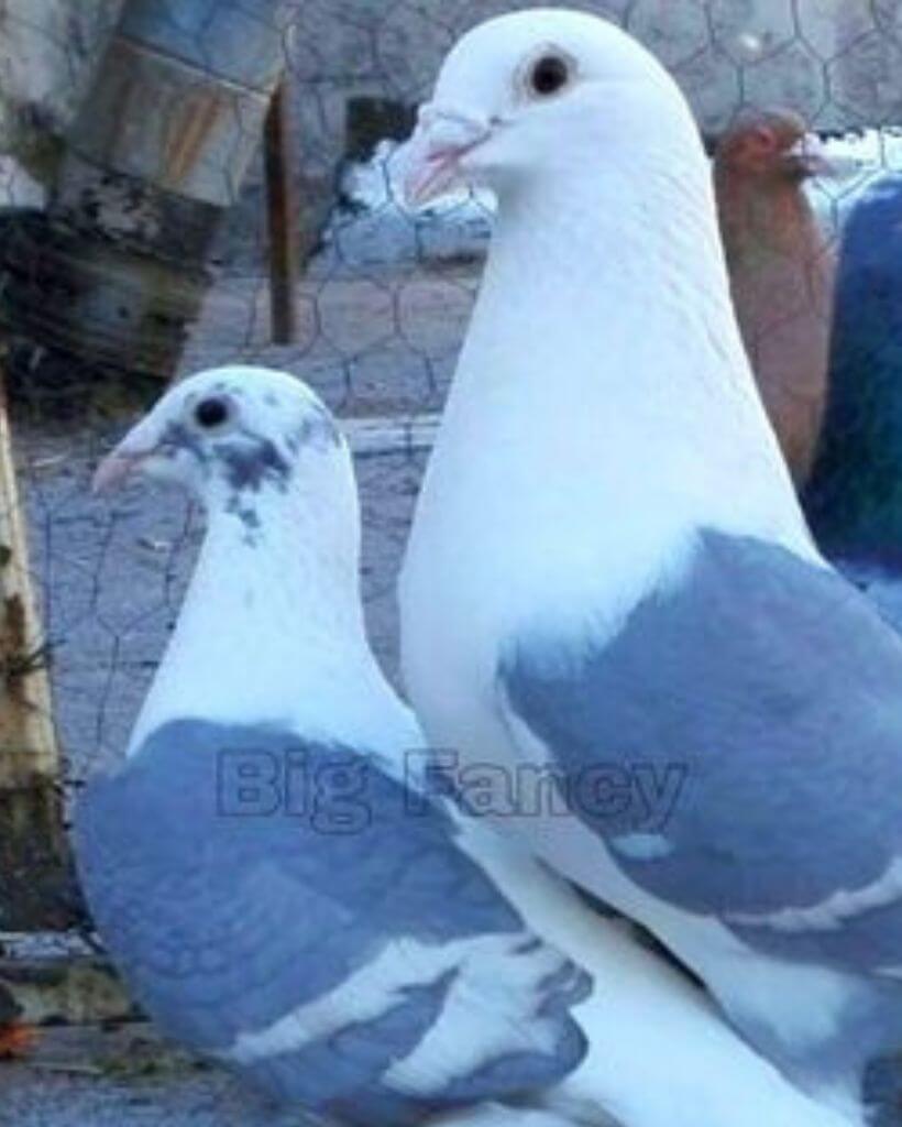 two Cute racing homer pigeon 