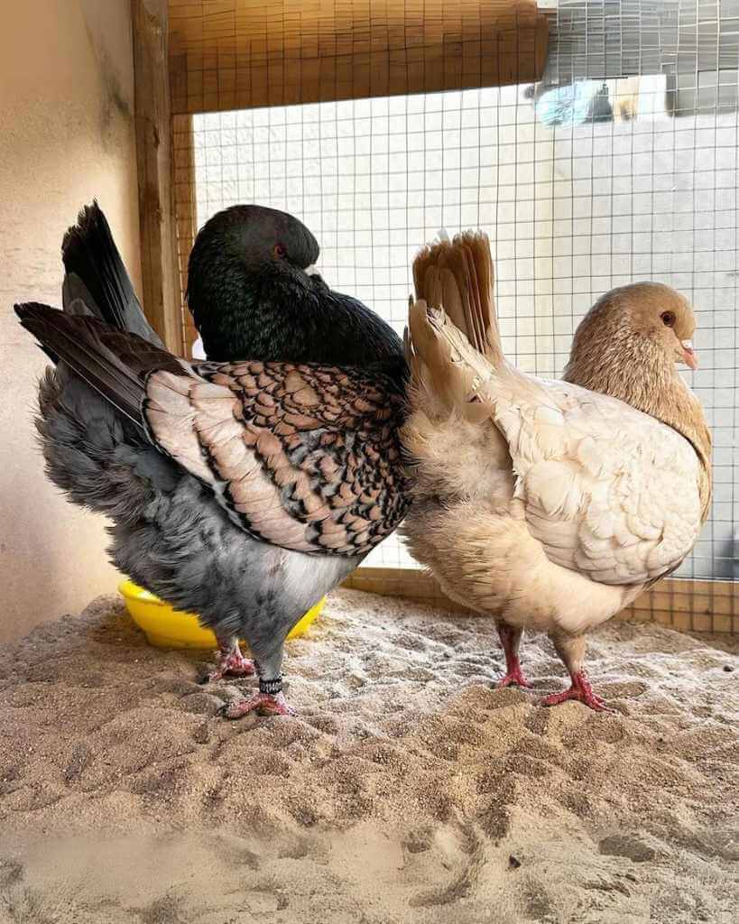 two cute Modena Pigeons
