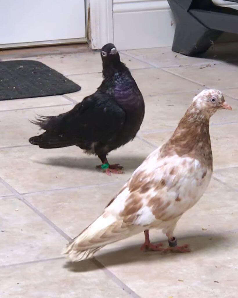Two Parlor Roller Pigeons