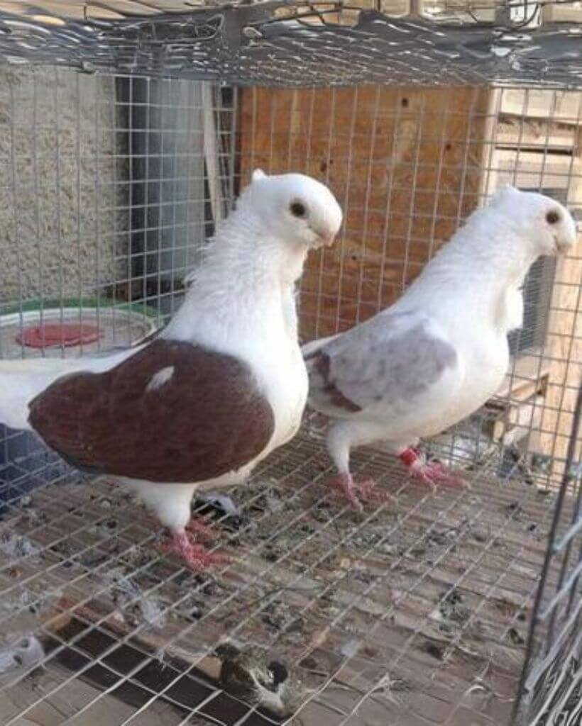two turbit pigeon 