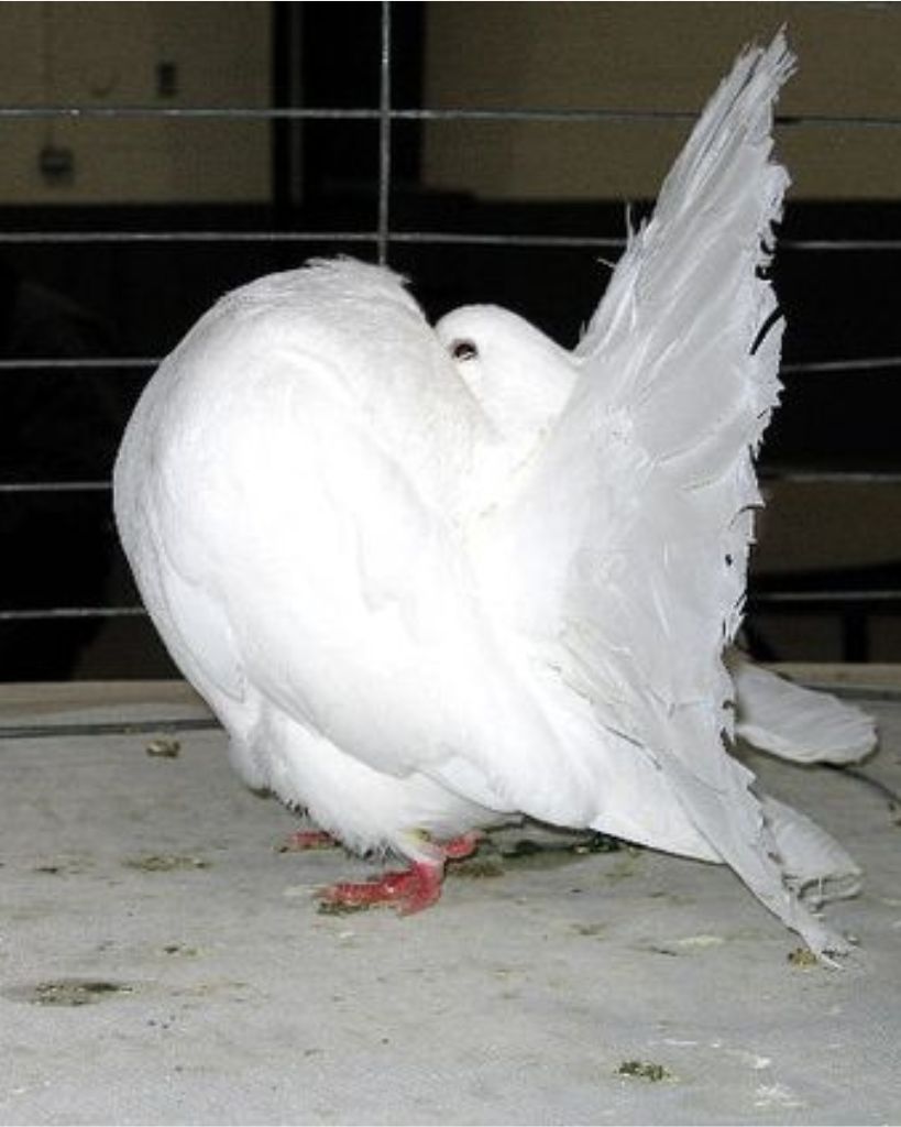 white American Fantail Pigeon Type