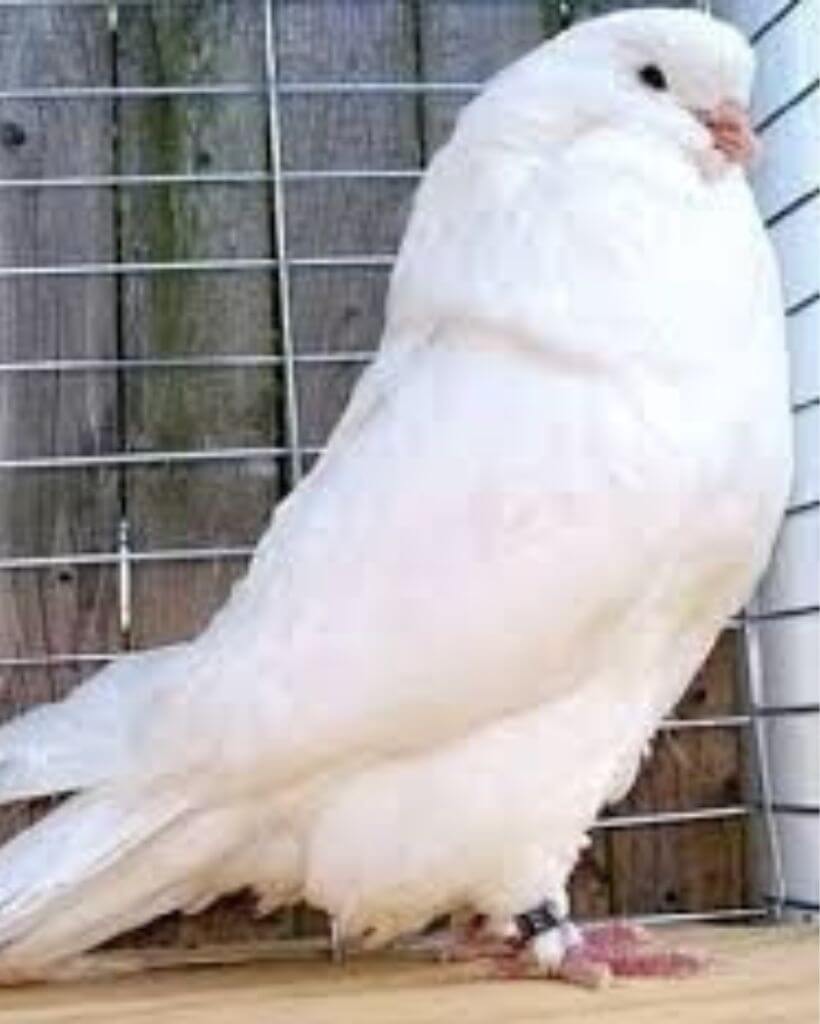 white giant runt pigeon 