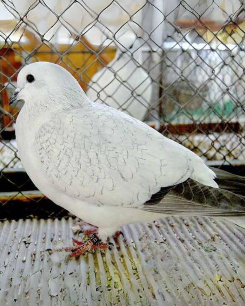 white ice pigeon